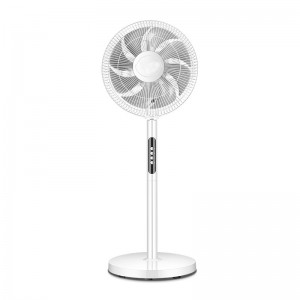 stantes Fan